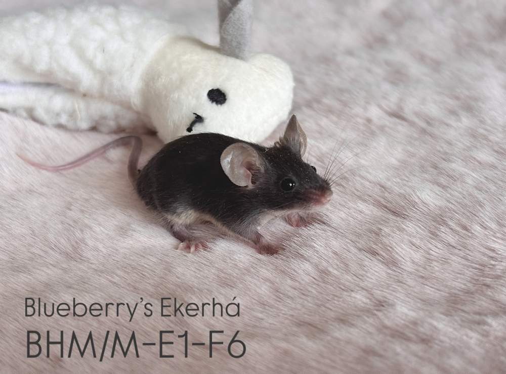 Fancy mouse Pet only Mus musculus 