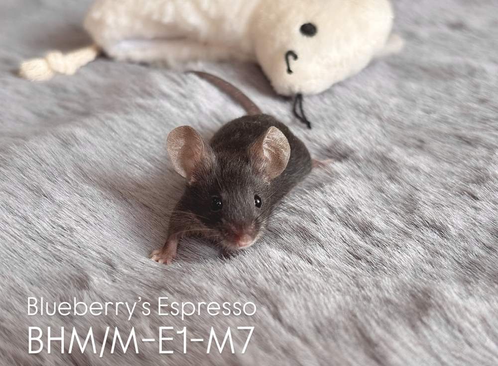 Fancy mouse Pet only Mus musculus 