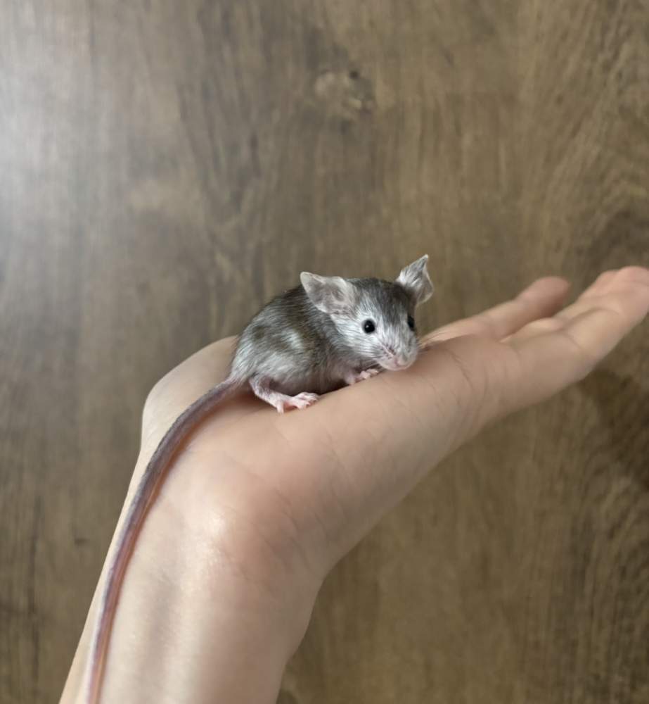 Fancy mouse Pet only Mus musculus 