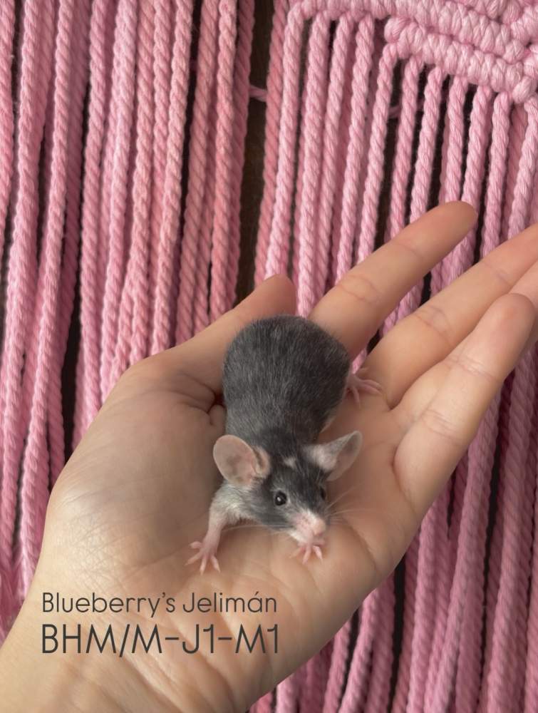 Fancy mouse Pet only Mus musculus 