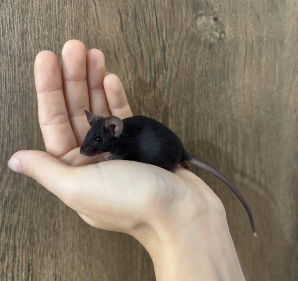 Fancy mouse Pet only Mus musculus 
