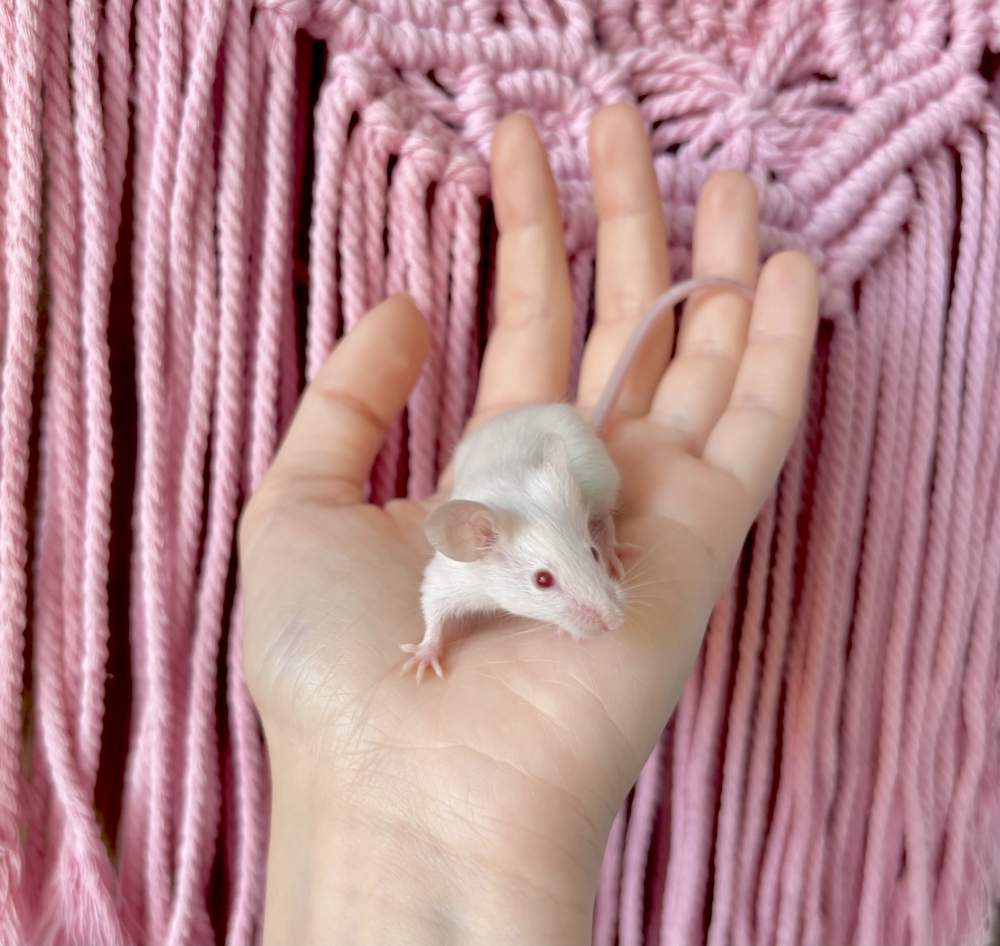 Fancy mouse Pet only Mus musculus 