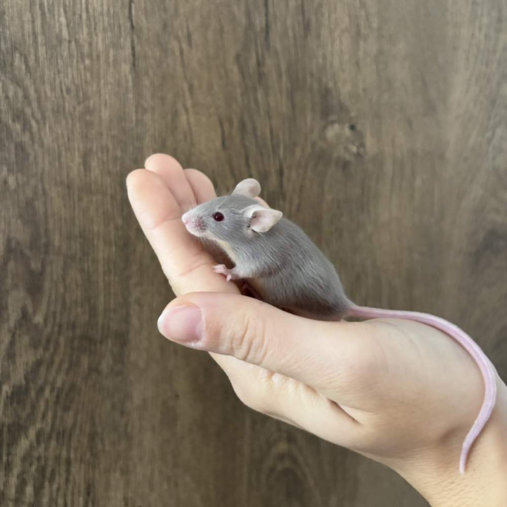 Fancy mouse Pet only Mus musculus 