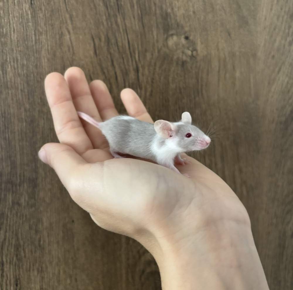 Fancy mouse Pet only Mus musculus 