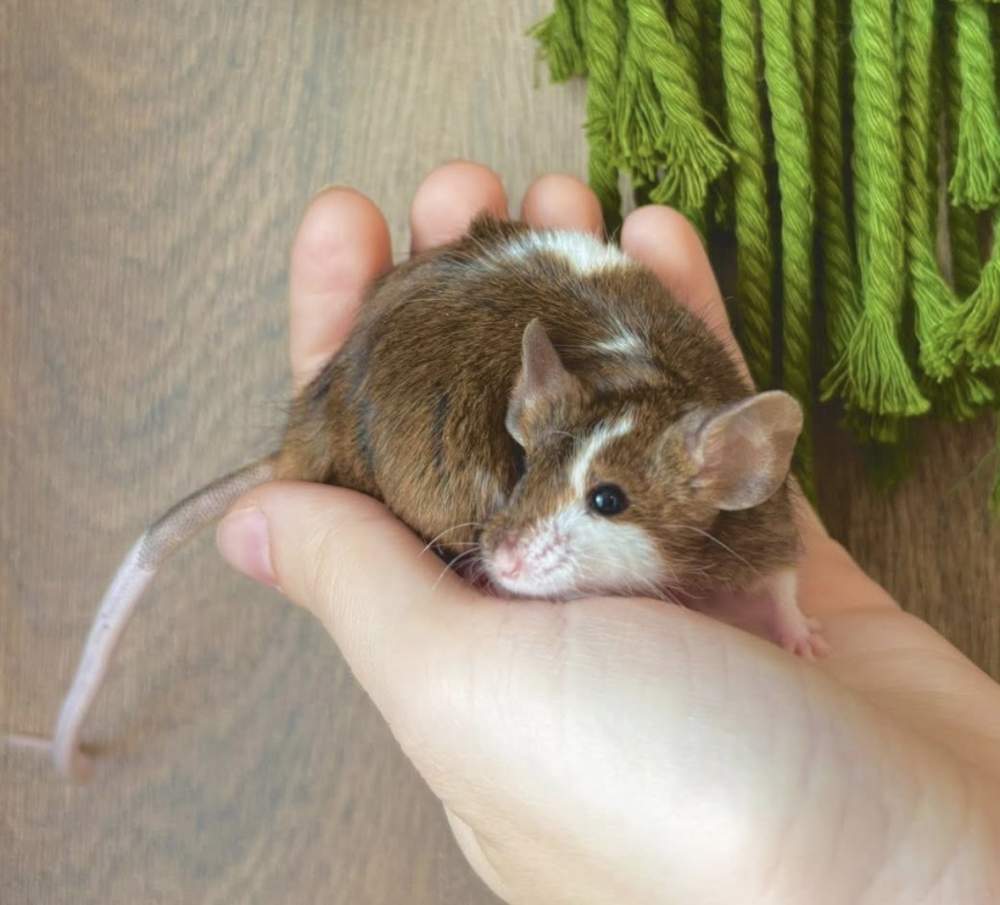 Fancy mouse Breeder Mus musculus 