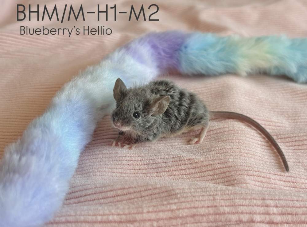 Fancy mouse Pet only Mus musculus 