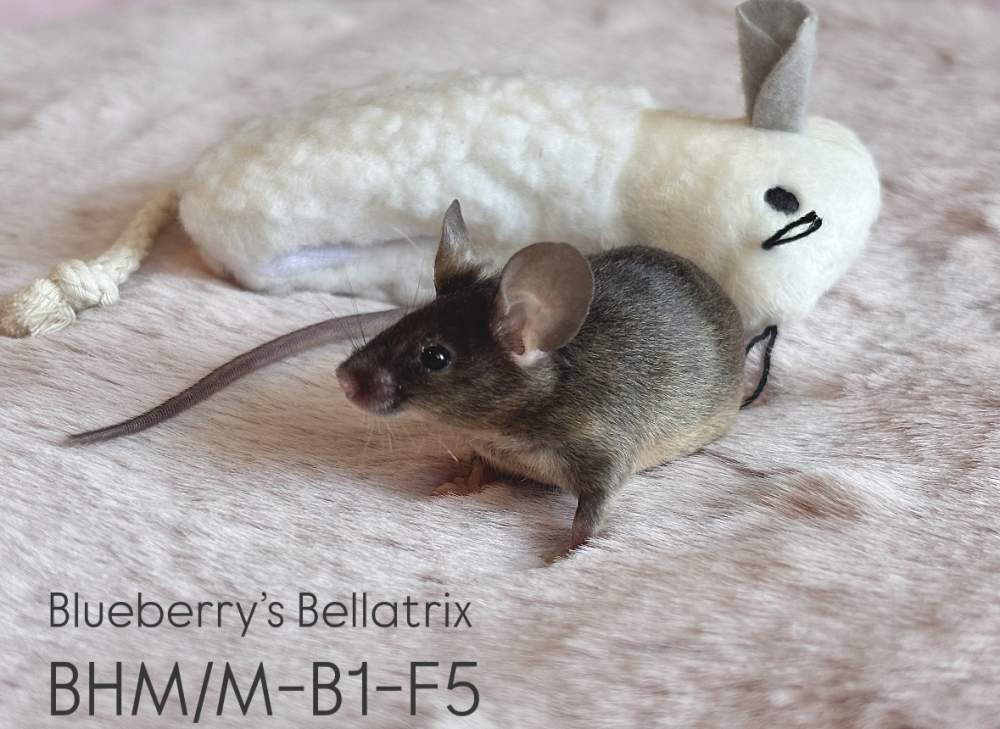 Fancy mouse Pet only Mus musculus 