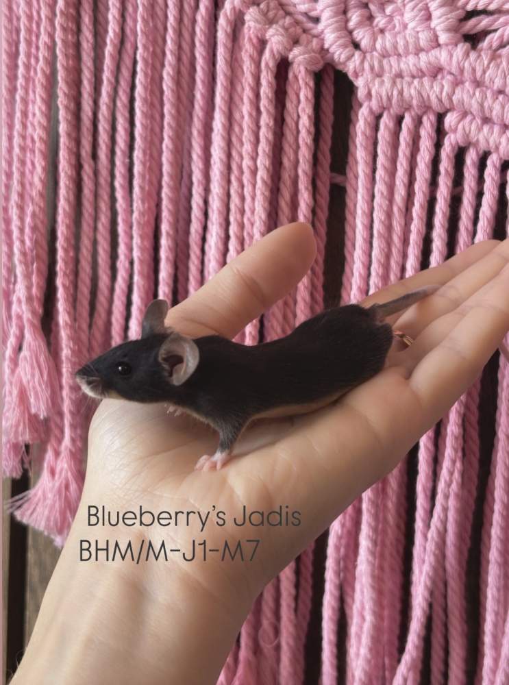 Fancy mouse Pet only Mus musculus 