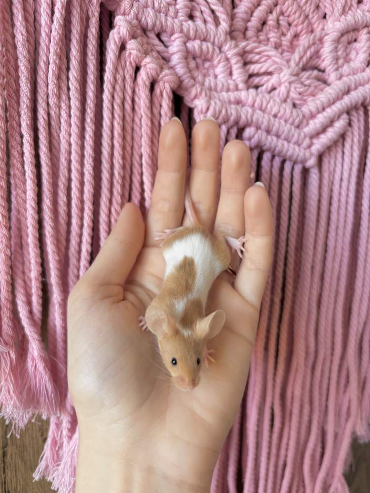 Fancy mouse Pet only Mus musculus 