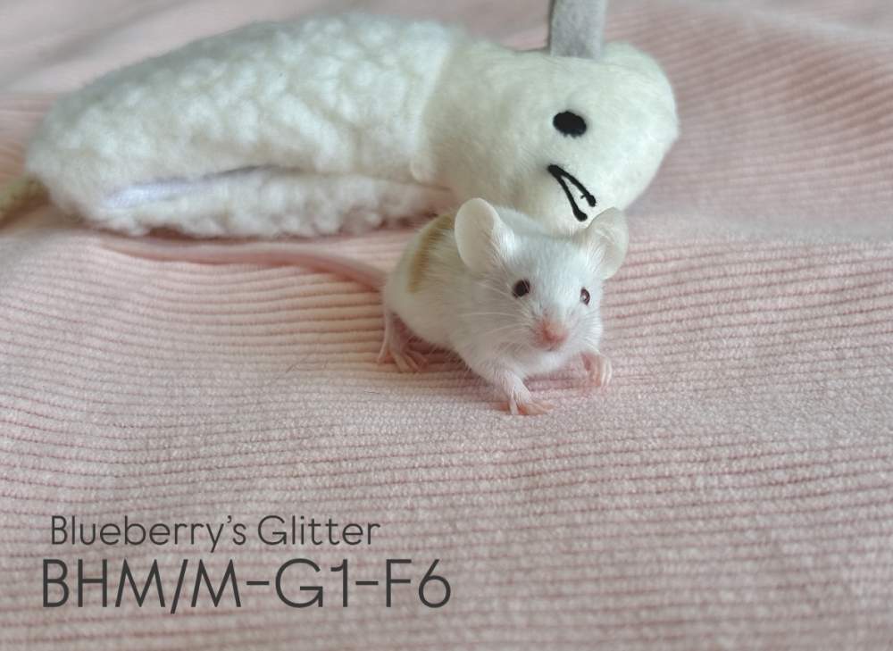Fancy mouse Pet only Mus musculus 
