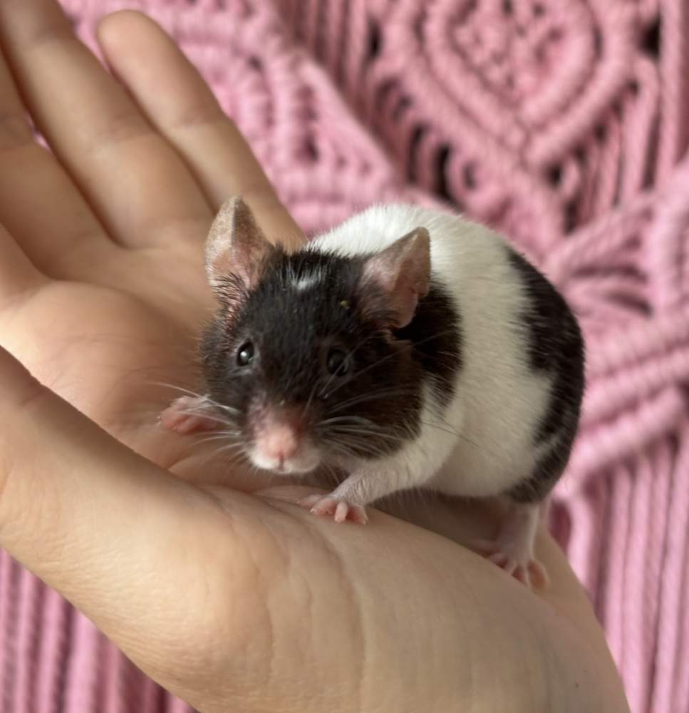 Fancy mouse Breeder Mus musculus 