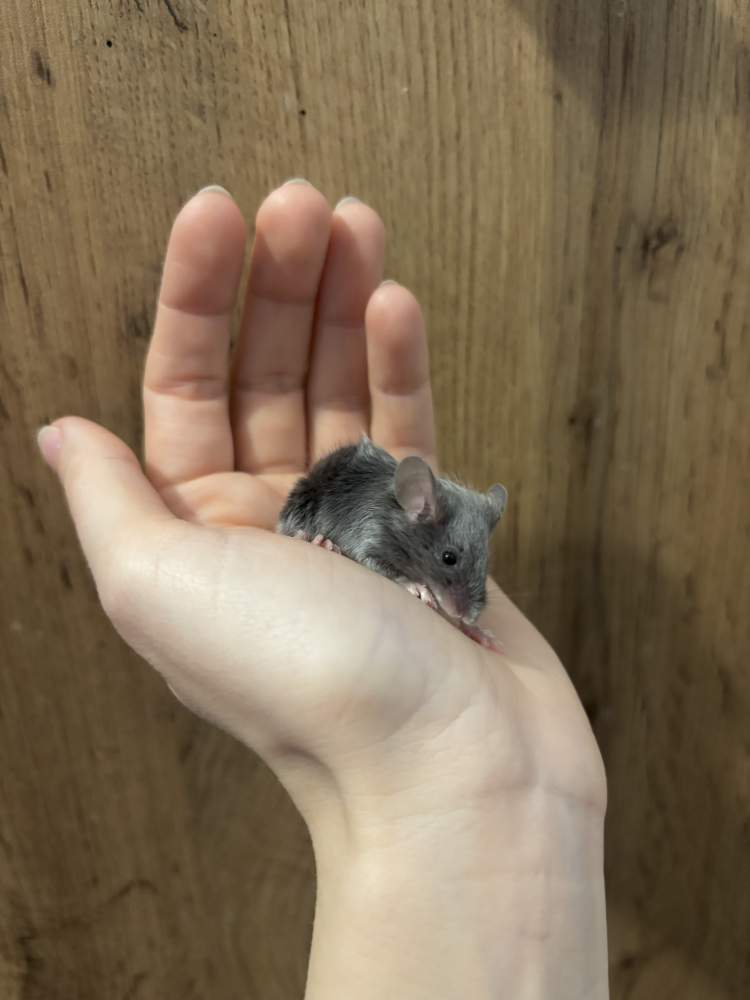 Fancy mouse Pet only Mus musculus 