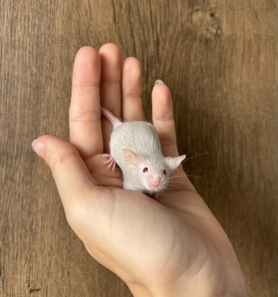 Fancy mouse Pet only Mus musculus 