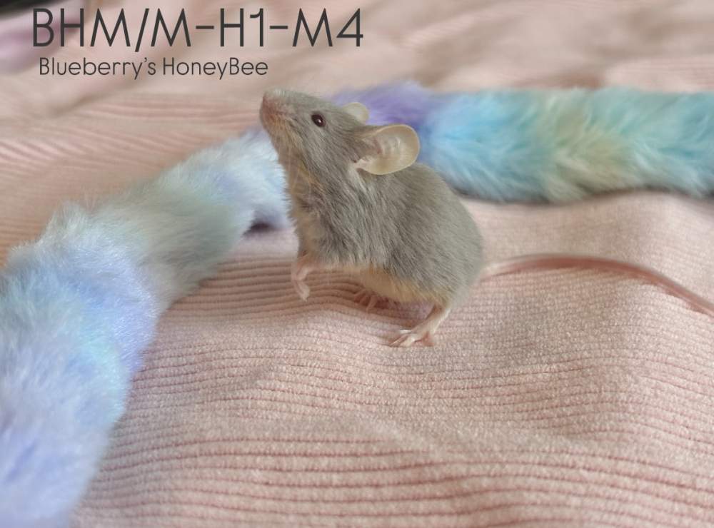 Fancy mouse Pet only Mus musculus 