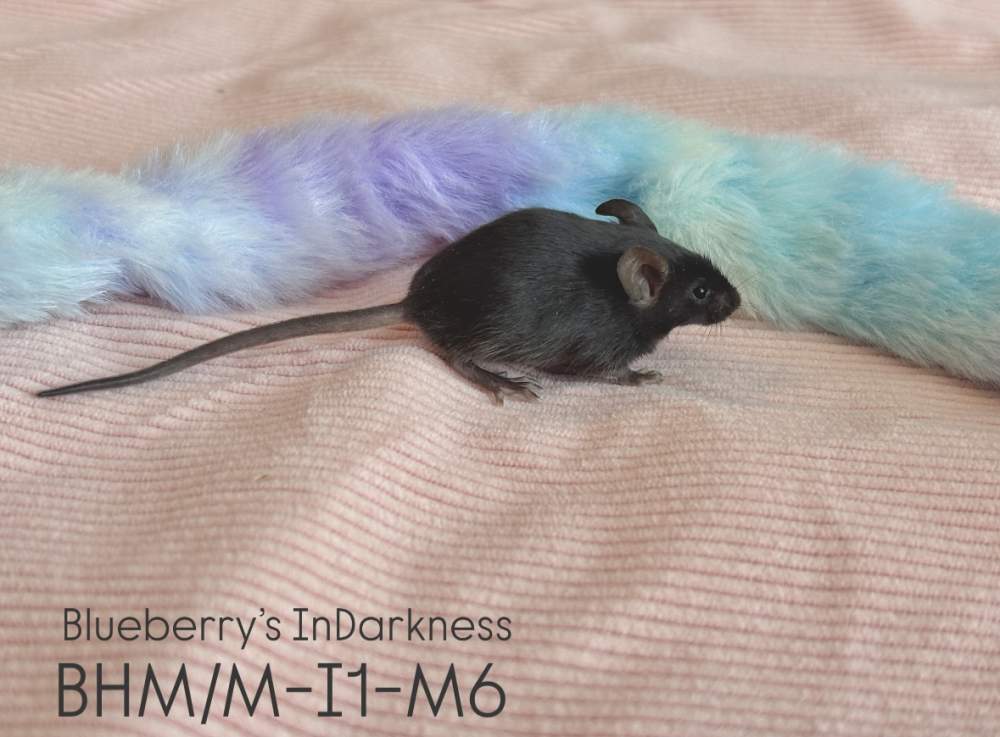 Fancy mouse Pet only Mus musculus 