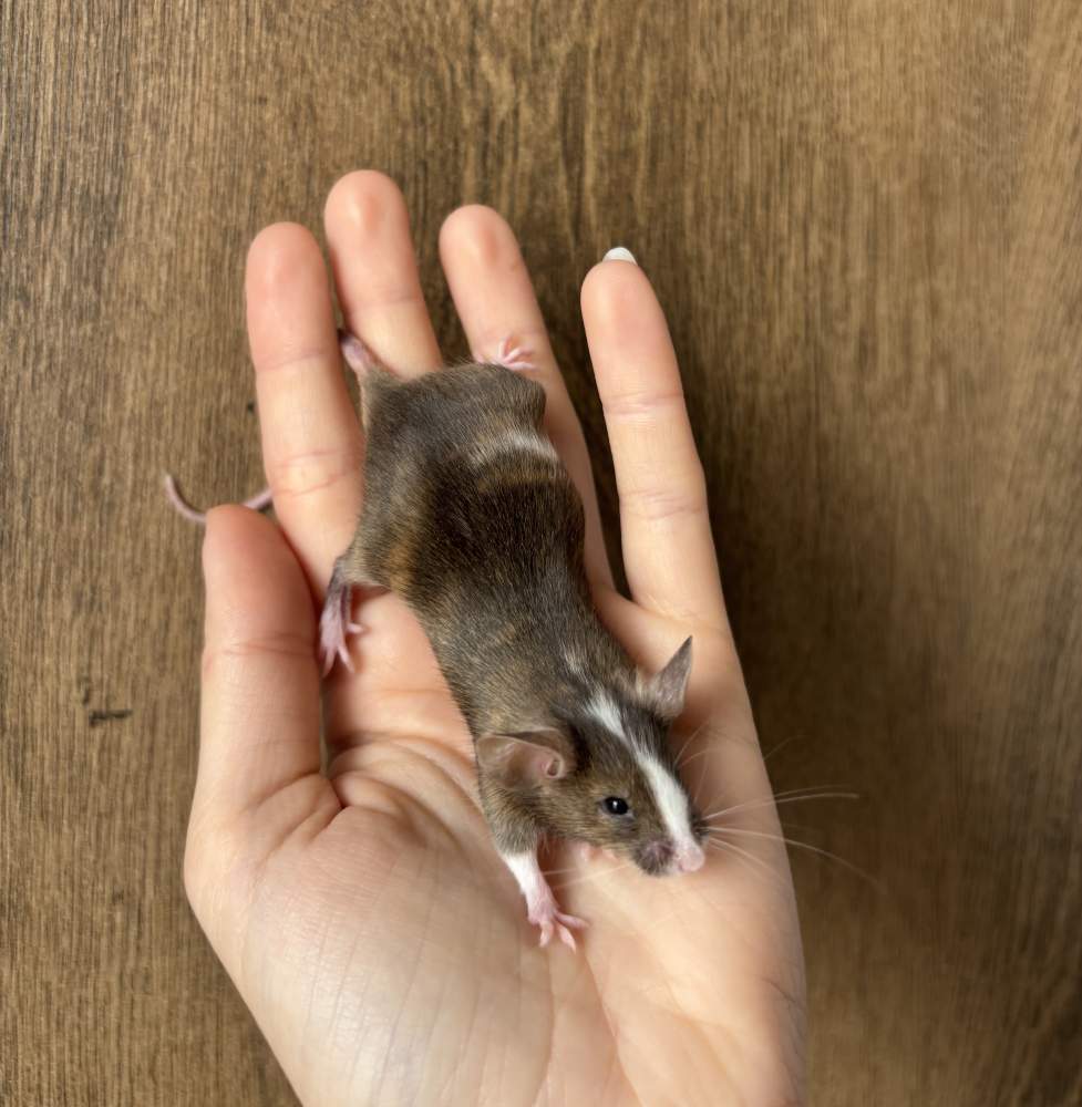 Fancy mouse Pet only Mus musculus 