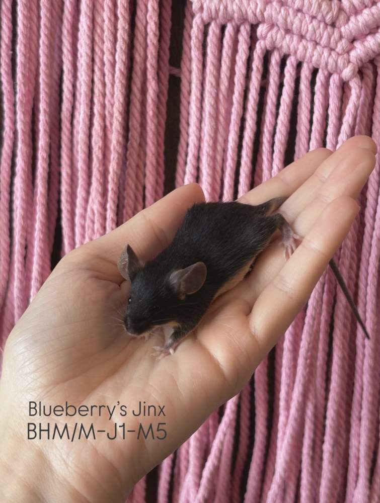 Fancy mouse Pet only Mus musculus 