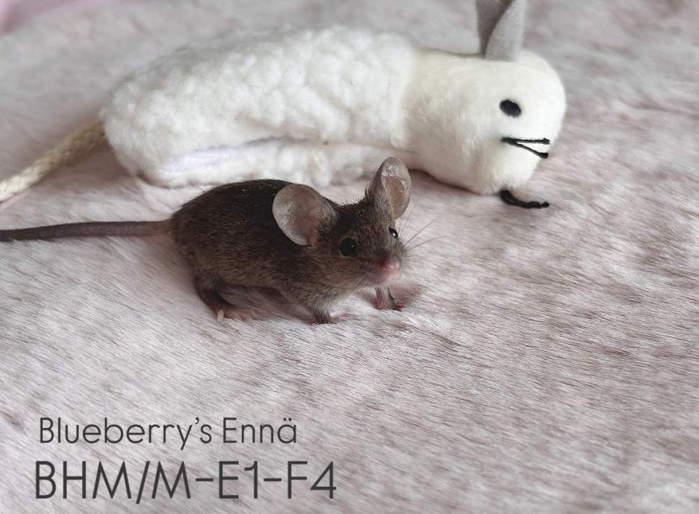 Fancy mouse Pet only Mus musculus 