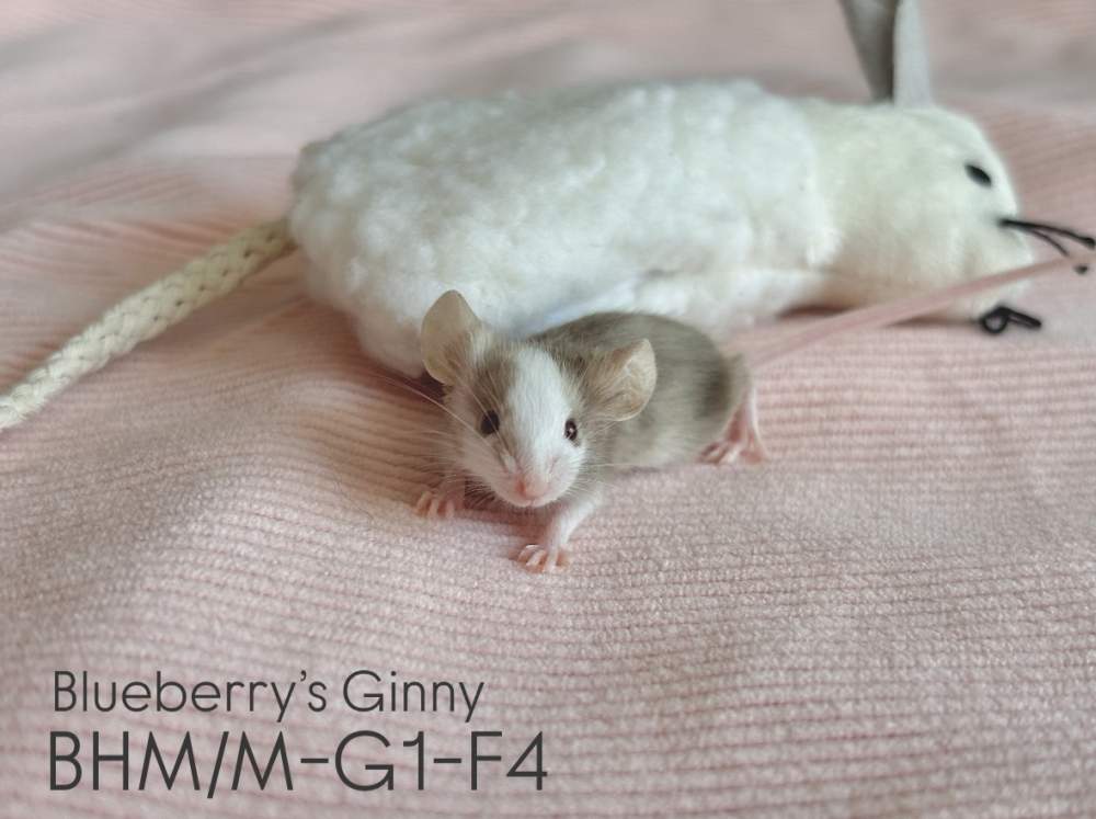 Fancy mouse Pet only Mus musculus 