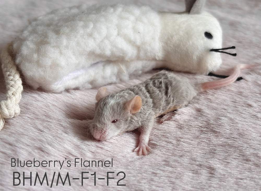 Fancy mouse Pet only Mus musculus 