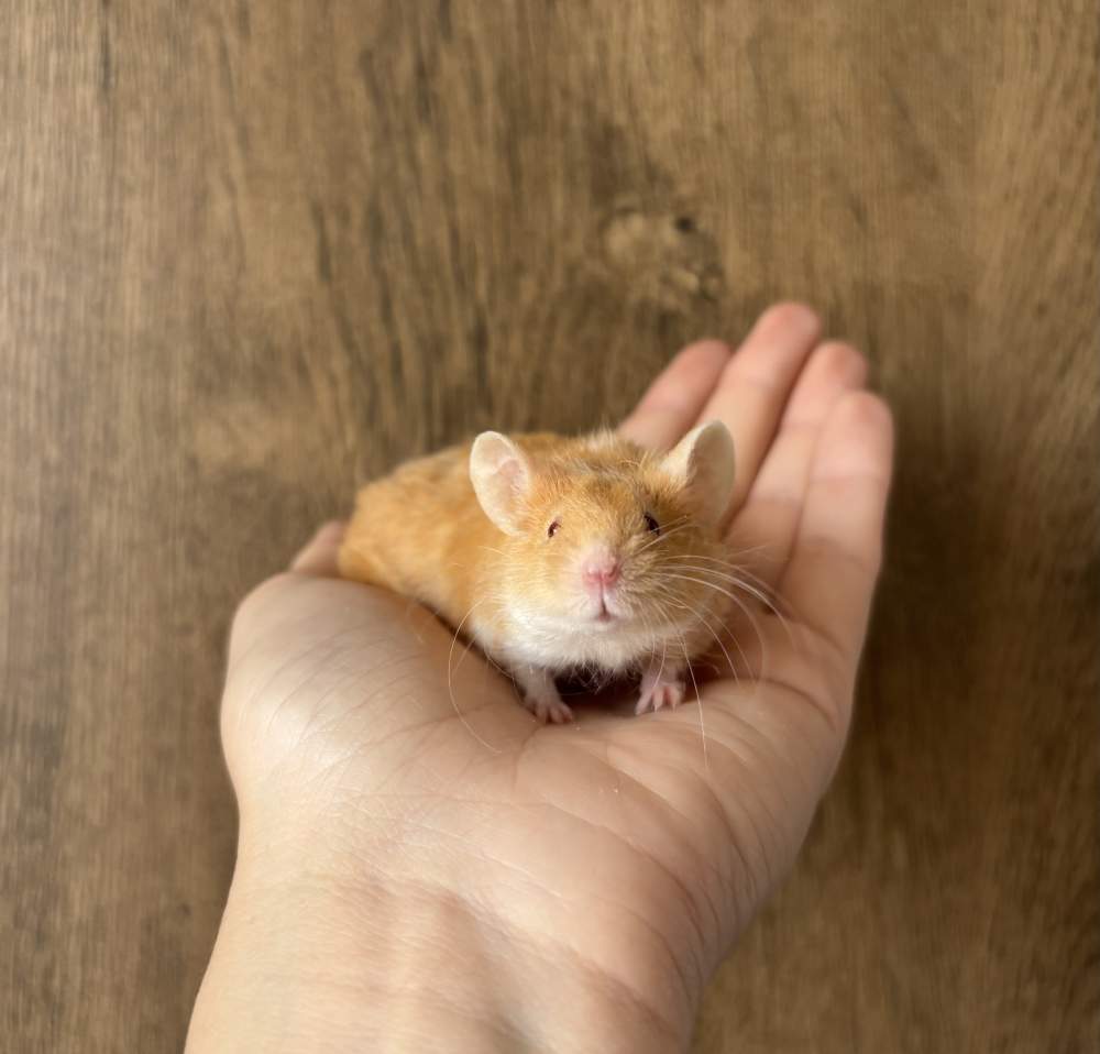 Fancy mouse Breeder Mus musculus 