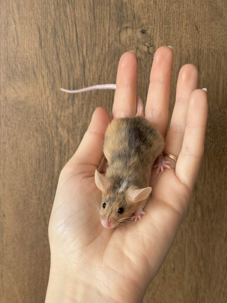 Fancy mouse Breeder Mus musculus 