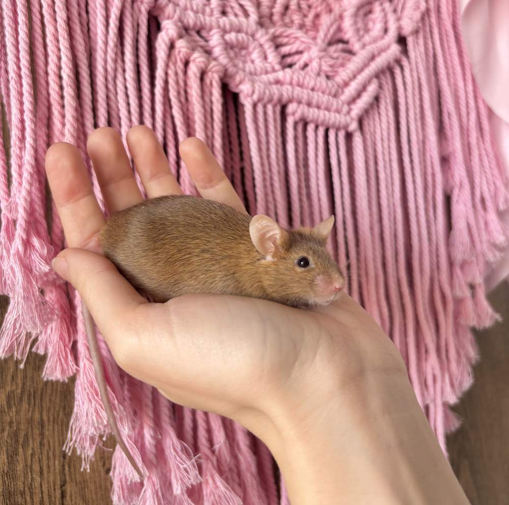 Fancy mouse Pet only Mus musculus 
