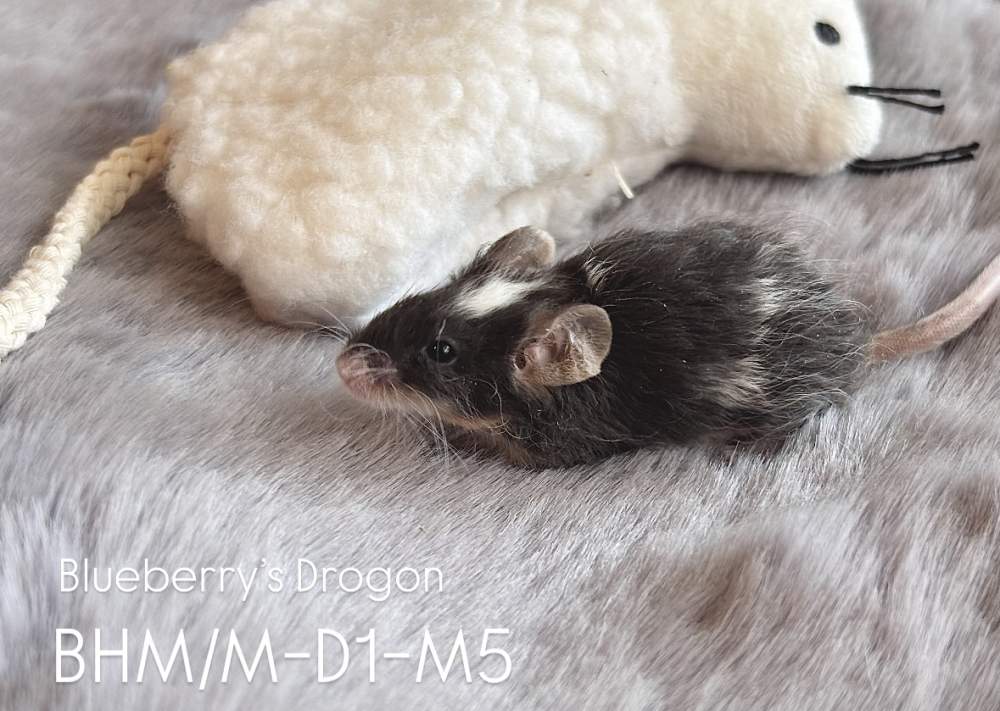 Fancy mouse Pet only Mus musculus 