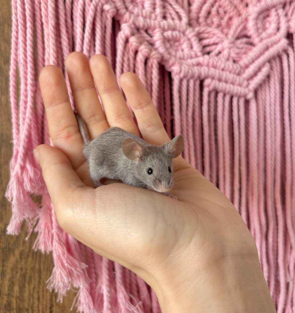 Fancy mouse Pet only Mus musculus 
