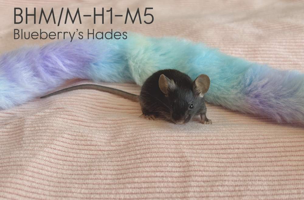 Fancy mouse Pet only Mus musculus 