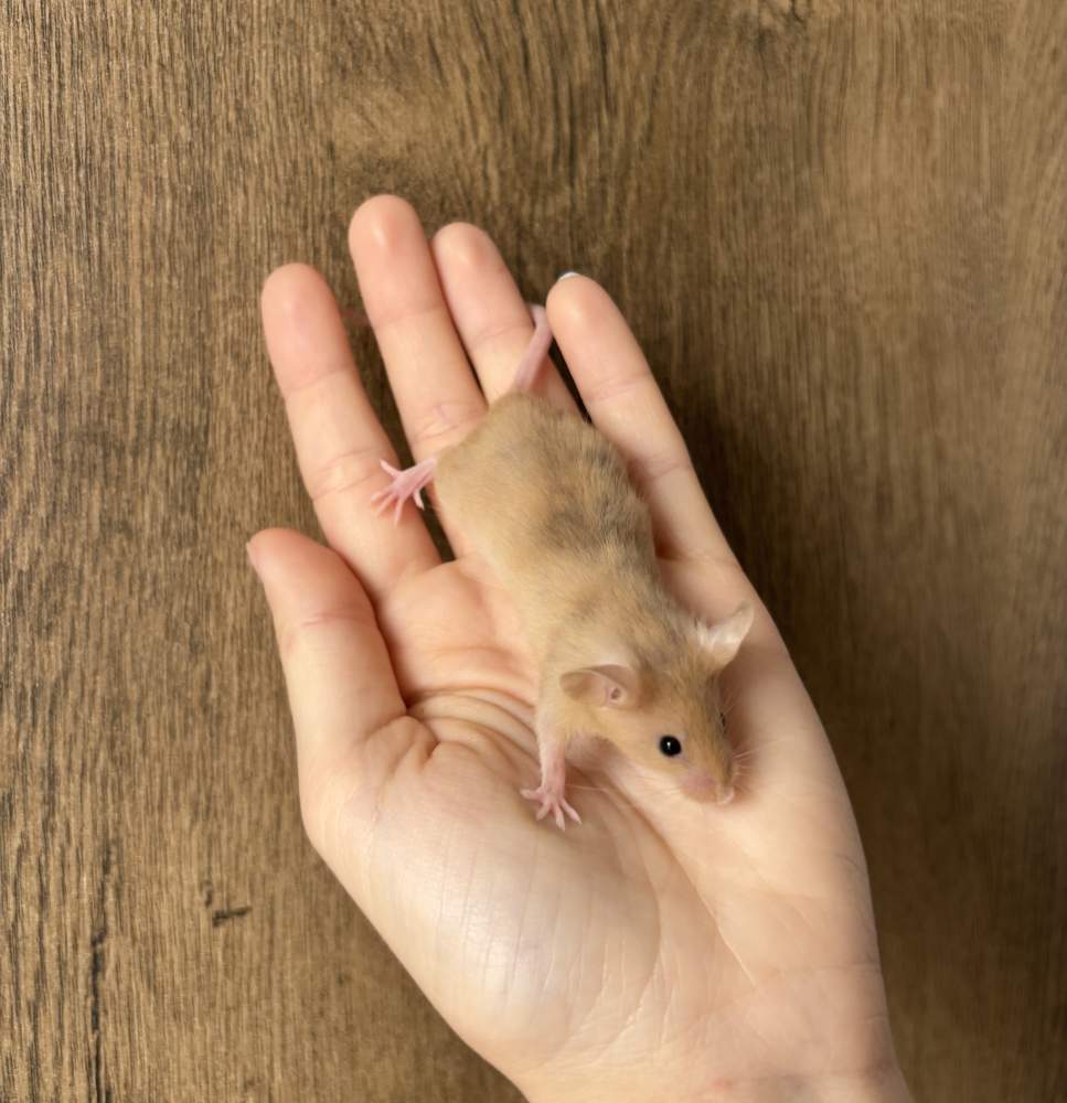 Fancy mouse Pet only Mus musculus 