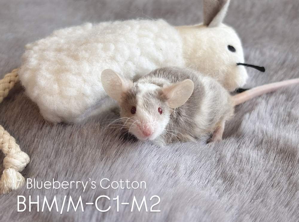 Fancy mouse Rehomed Mus musculus 