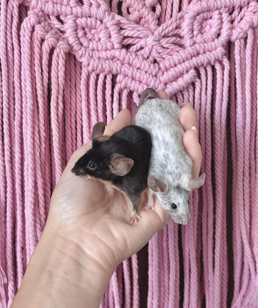 Fancy mouse Breeder Mus musculus 