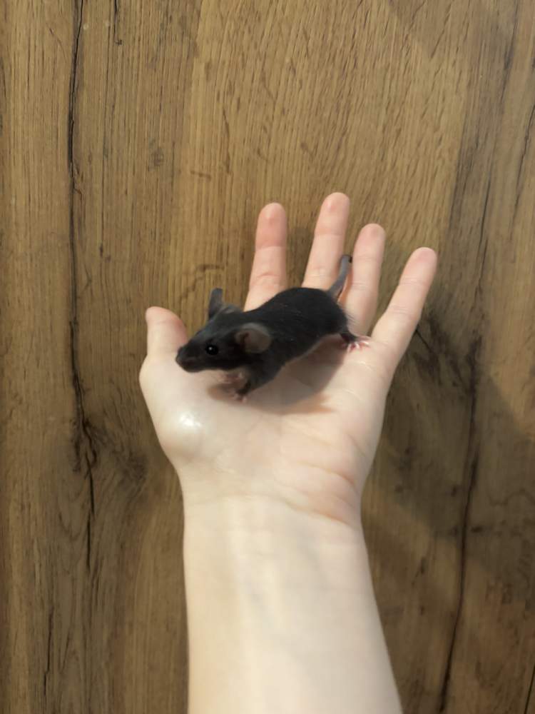 Fancy mouse Breeder Mus musculus 