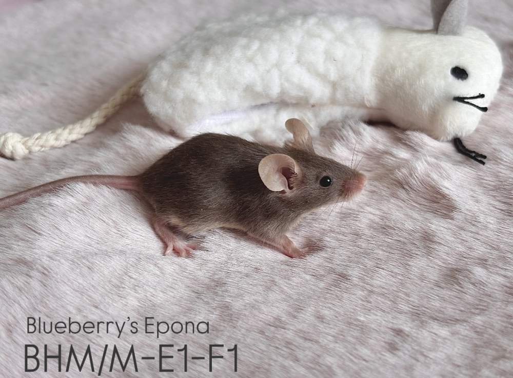 Fancy mouse Breeder Mus musculus 