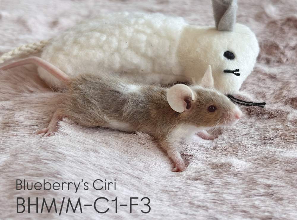 Fancy mouse Pet only Mus musculus 