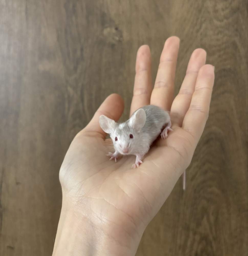 Fancy mouse Pet only Mus musculus 