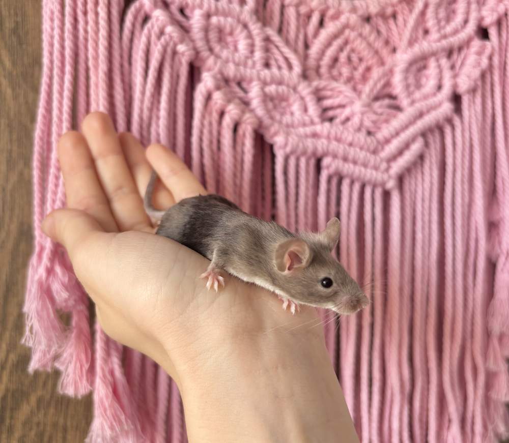 Fancy mouse Pet only Mus musculus 