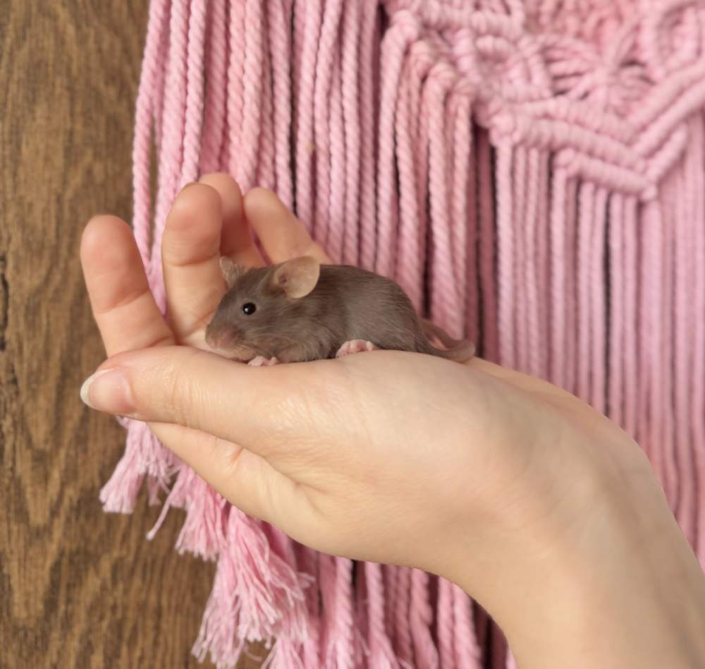 Fancy mouse Breeder Mus musculus 