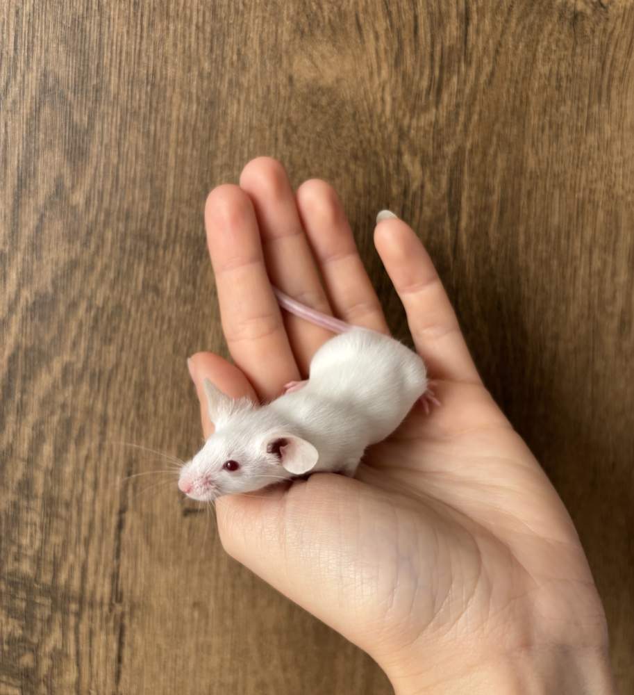 Fancy mouse Pet only Mus musculus 