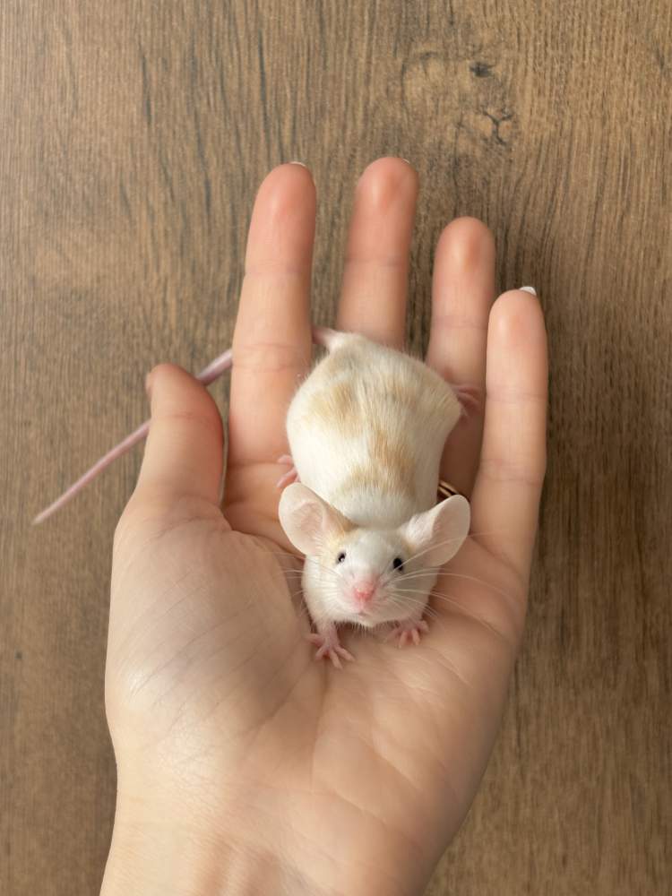 Fancy mouse Breeder Mus musculus 