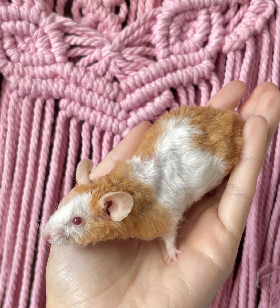 Fancy mouse Breeder Mus musculus 