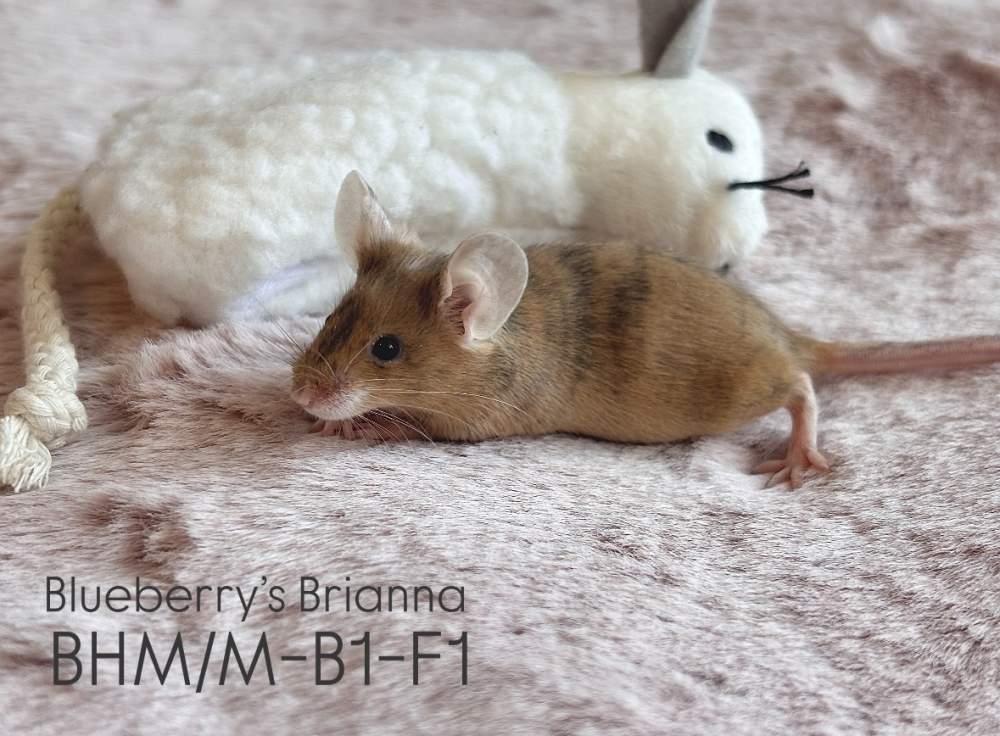 Fancy mouse Breeder Mus musculus 