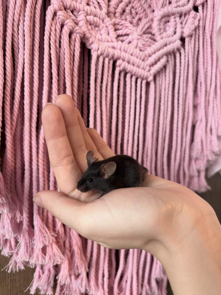Fancy mouse Pet only Mus musculus 