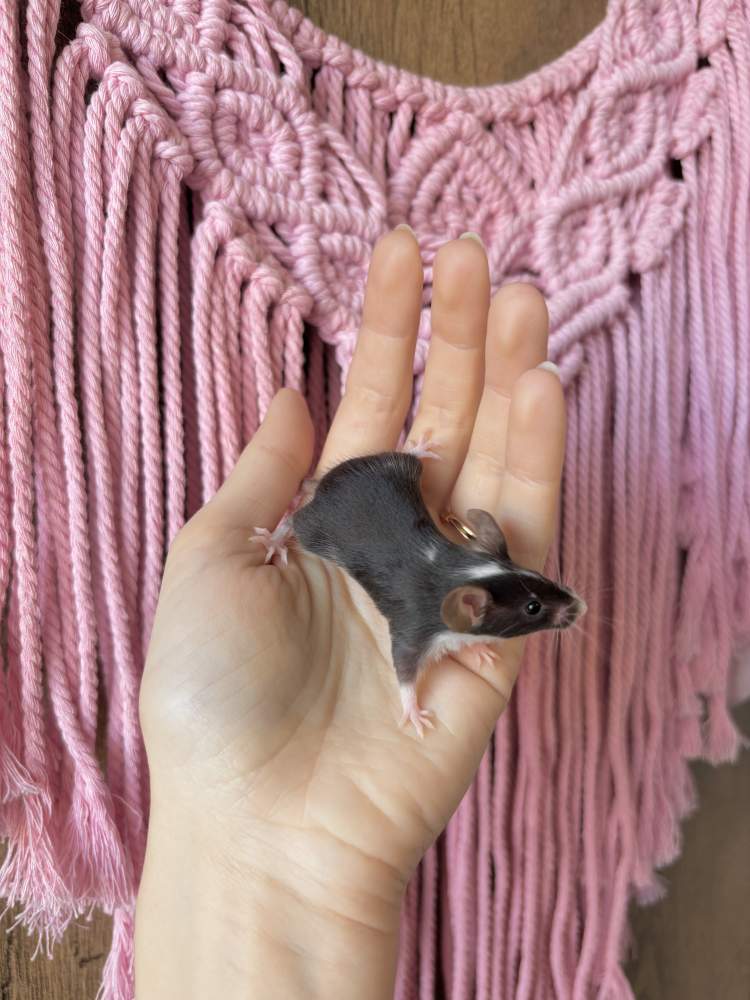 Fancy mouse Pet only Mus musculus 