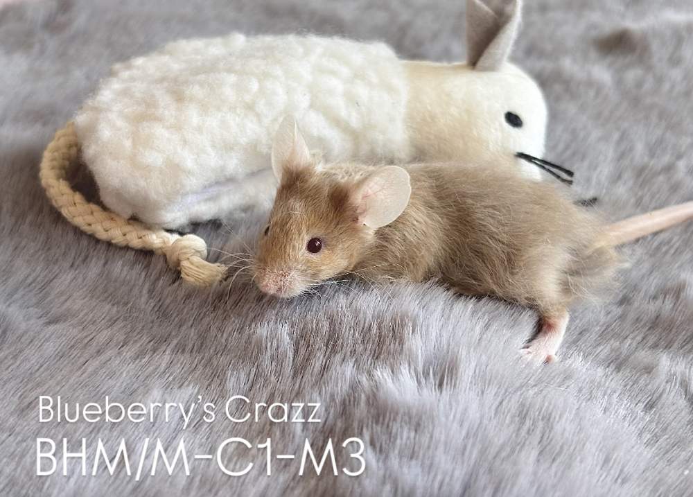 Fancy mouse Breeder Mus musculus 