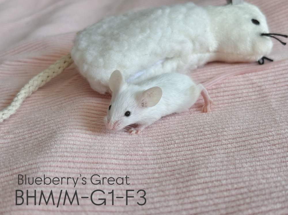 Fancy mouse Pet only Mus musculus 