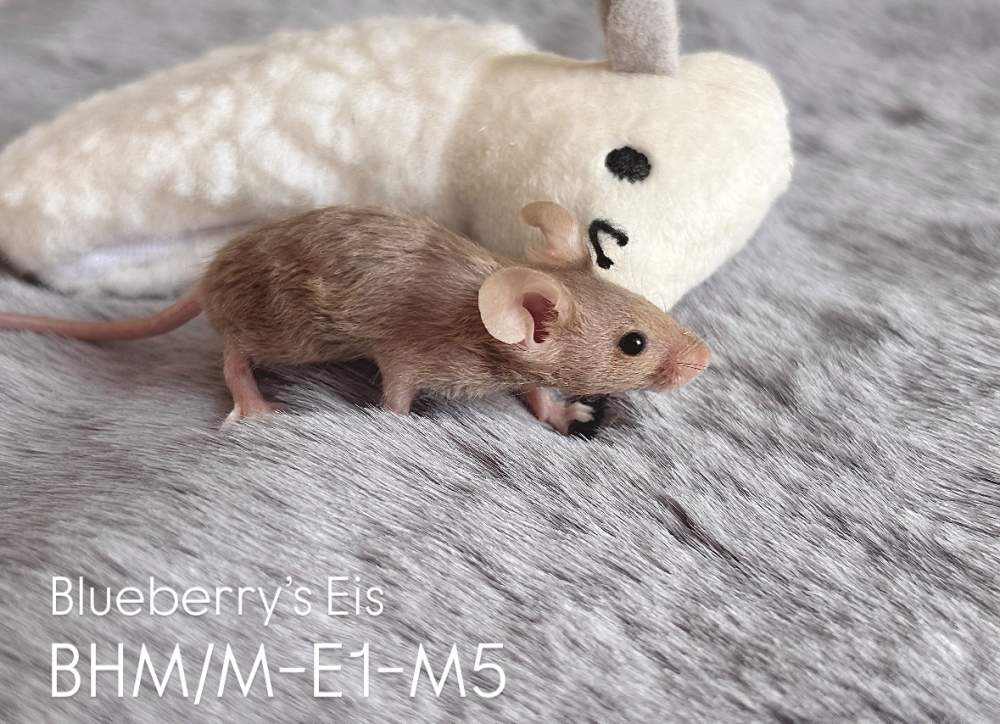 Fancy mouse Pet only Mus musculus 