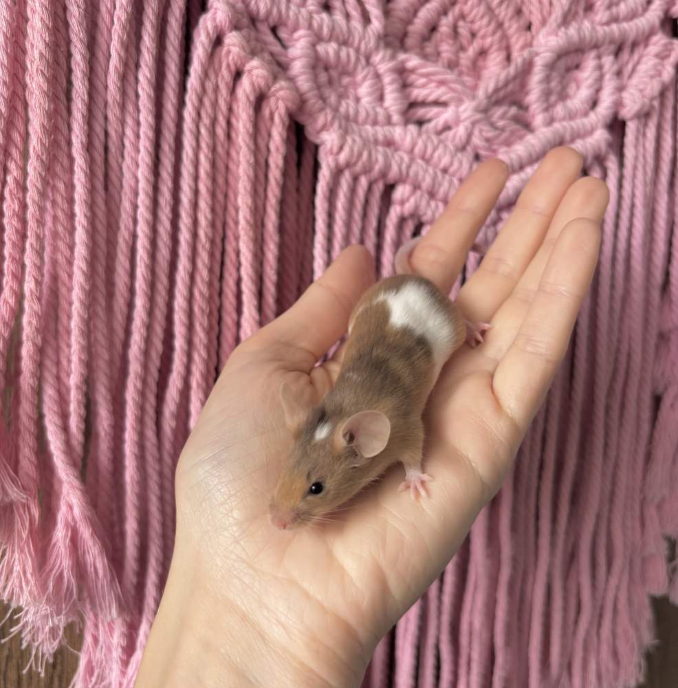 Fancy mouse Pet only Mus musculus 