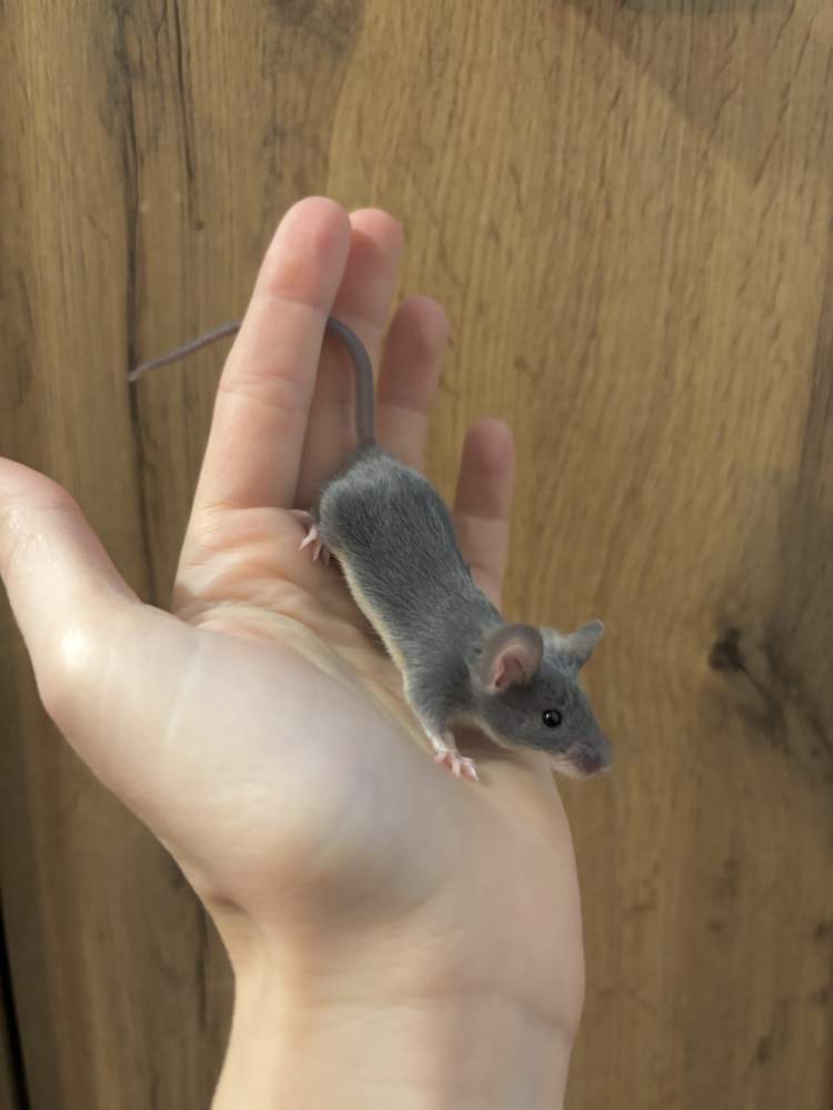 Fancy mouse Pet only Mus musculus 